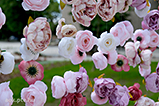 DSCF3078.jpg