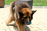 DSCF3070.jpg