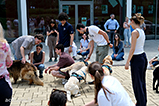 Exam stress relief with therapy dogs
